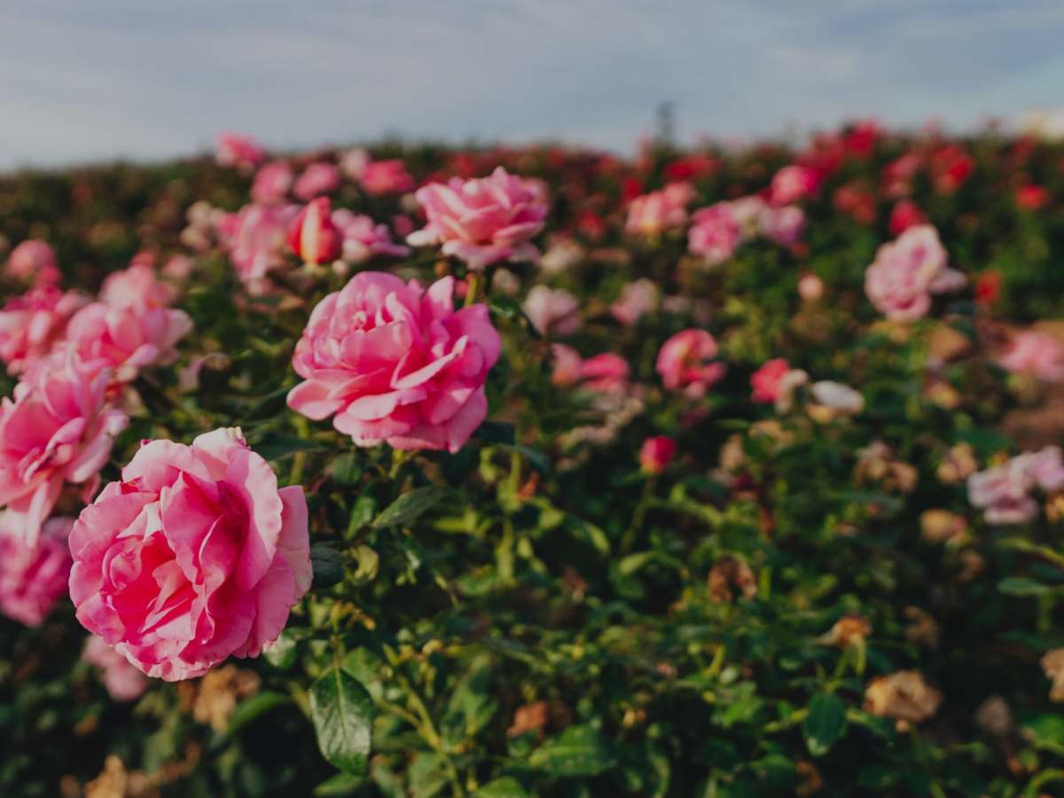 FSB Fun Facts: Valentine’s Day