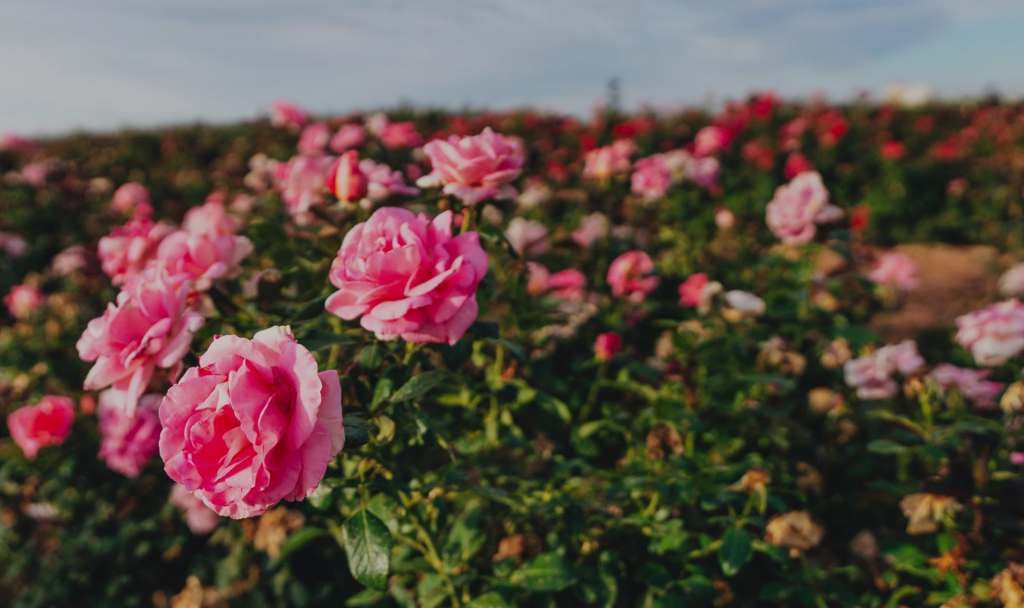 FSB Fun Facts: Valentine’s Day