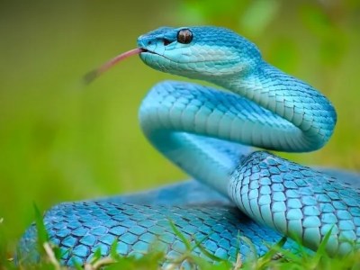 What Makes Snakes&nbsp;Special?